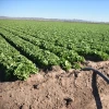 A field in Yuma, Arizona
